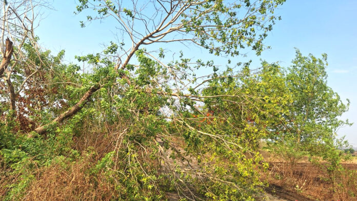 Thunderstorm | గాలివానకు నేలకొరిగిన చెట్లు Thunderstorm | గాలివానకు నేలకొరిగిన చెట్లు