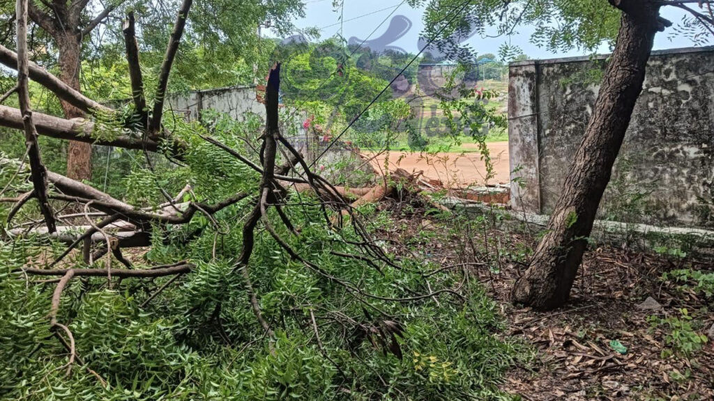 Strong Winds Heavy Rain| విరిగిన చెట్లు.. నేలకొరిగిన స్తంభాలు.. ఈదురుగాలులతో భారీ నష్టం