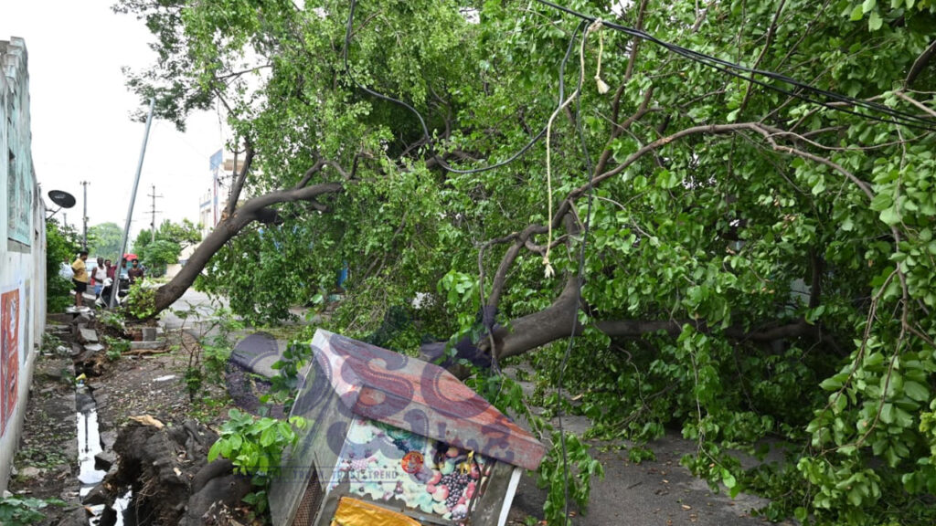 Strong Winds Heavy Rain | పద్మనగర్​లో రోడ్డుపై నేలకొరిగిన చెట్లు