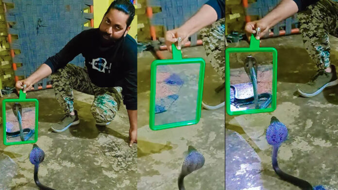 Snake Bite