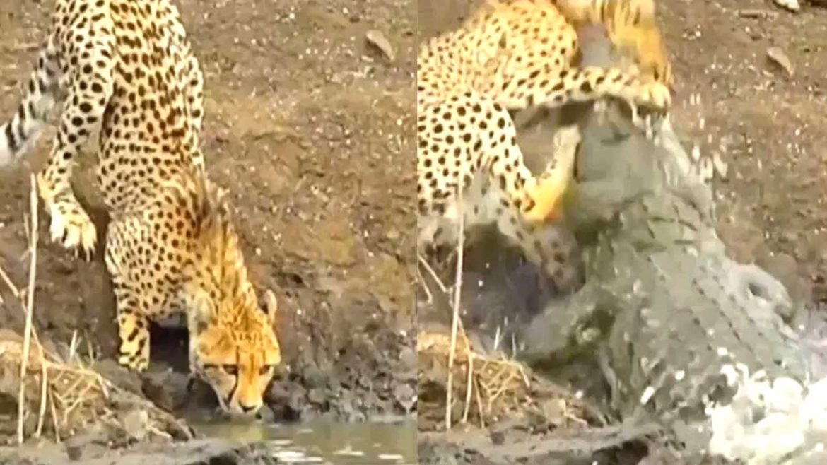 leopard vs crocodile