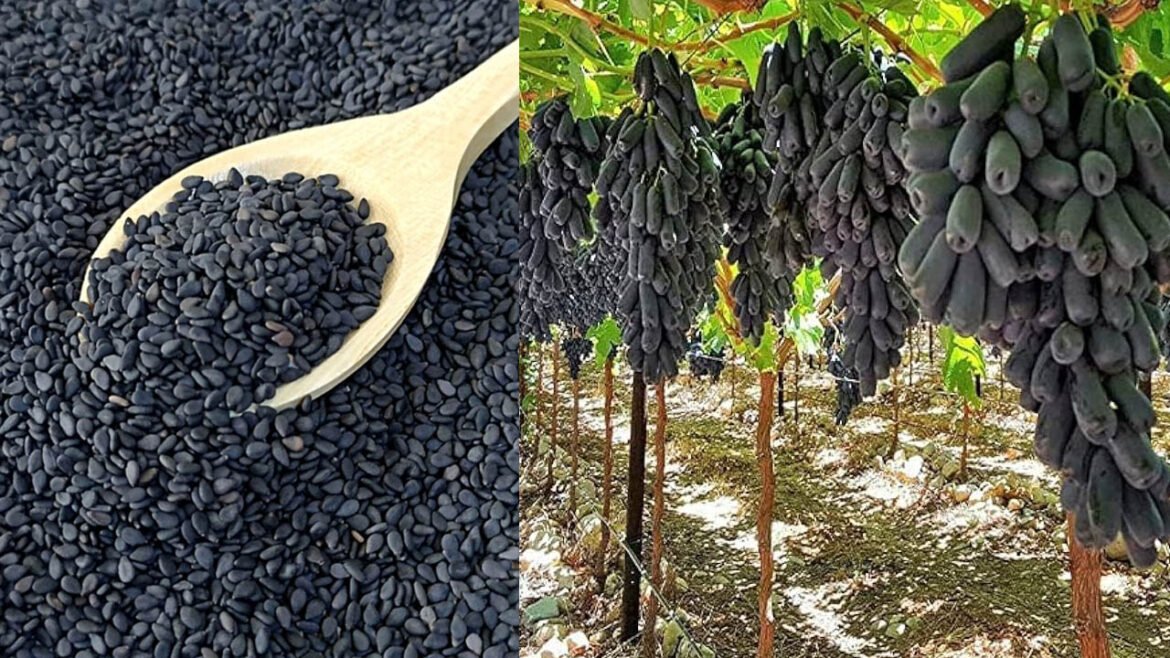 Black Food | ఆరోగ్యానికి రక్షణ కవచం 'బ్లాక్ ఫుడ్స్'.. వీటి వల్ల కలిగే ప్రయోజనాలు ఇవే!