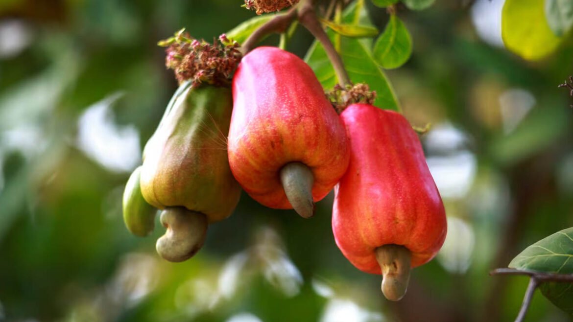 Cashew Apple | జీడి మామిడి పండుతో ఎవరికీ తెలియని హెల్త్ సీక్రెట్స్​.. ఇవి తింటే బాడీలో జరిగే మార్పులివే!