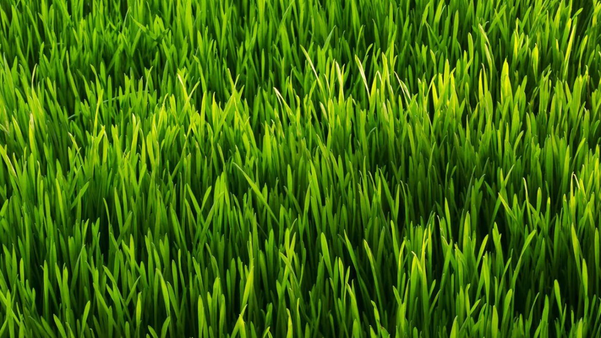 Grass | గడ్డిని చెత్త అని తీసిపారేస్తున్నారా.. దీని అద్భుత ప్రయోజనాలు తెలిస్తే అవాక్కవ్వాల్సిందే!