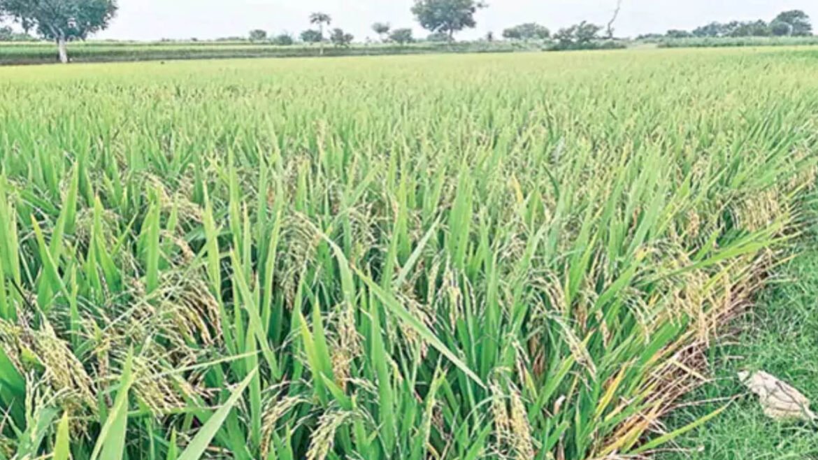 Sannavadlu bonus | సన్నవడ్ల బోనస్ బకాయిలు రూ.514 కోట్లు విడుదల